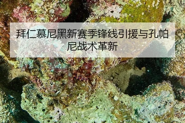 拜仁慕尼黑新赛季锋线引援与孔帕尼战术革新